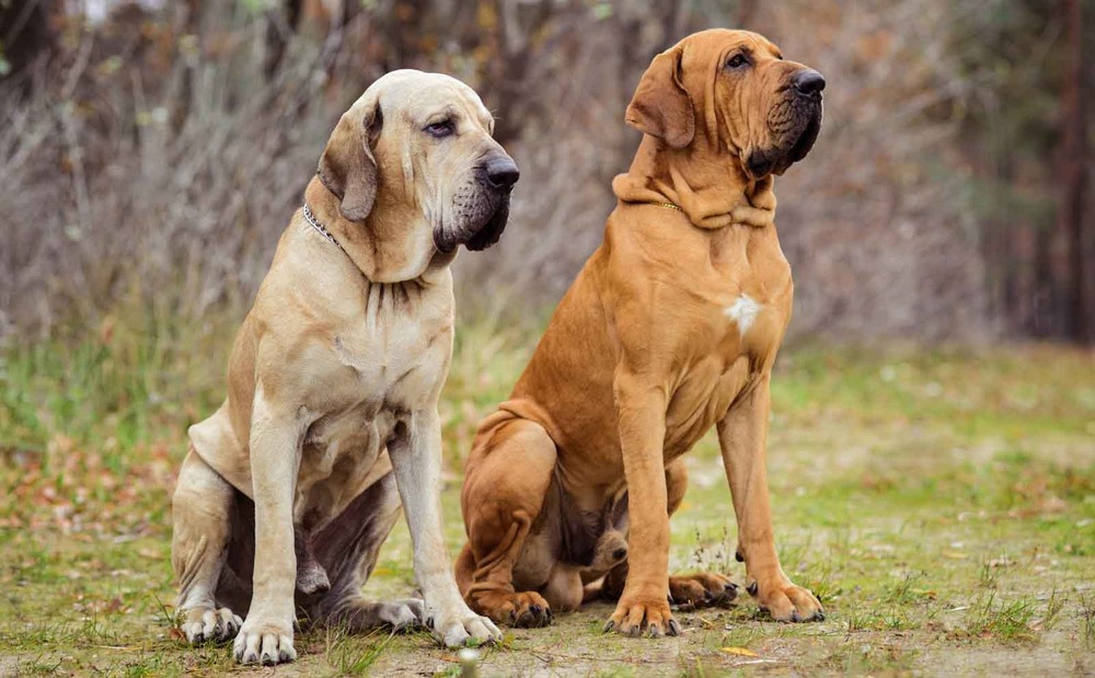 Dogue Brasileiro standing outdoors