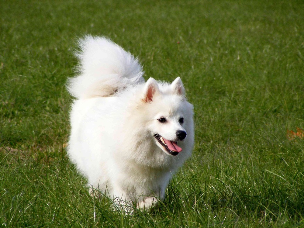 Japanese Spitz standing on grass with tail curled over back