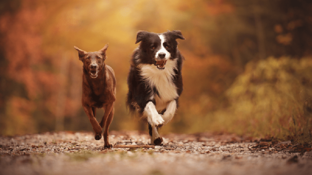 Simple dog hygiene icon graphic