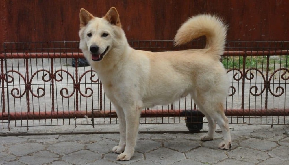 Kintamani dog walking on a lead