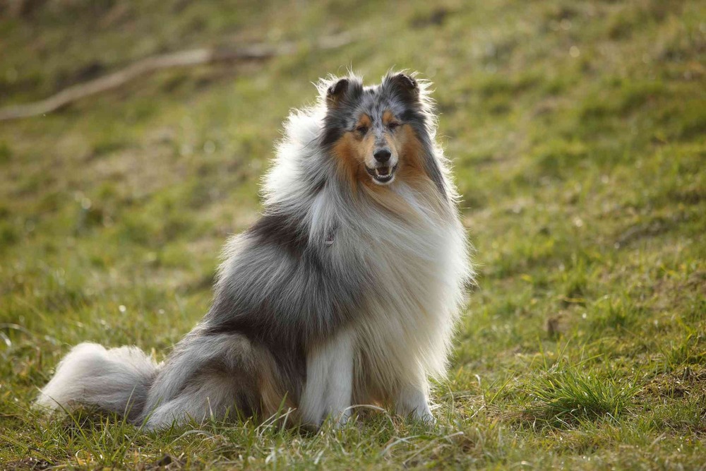 Close-up of a Collie face and coat