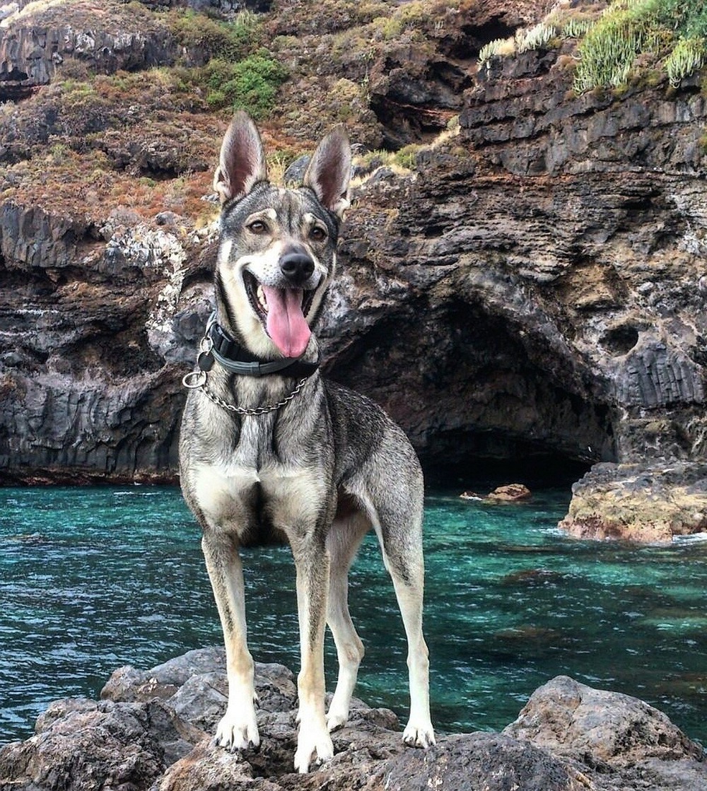 Lobito Herre&ntilde;o standing outdoors