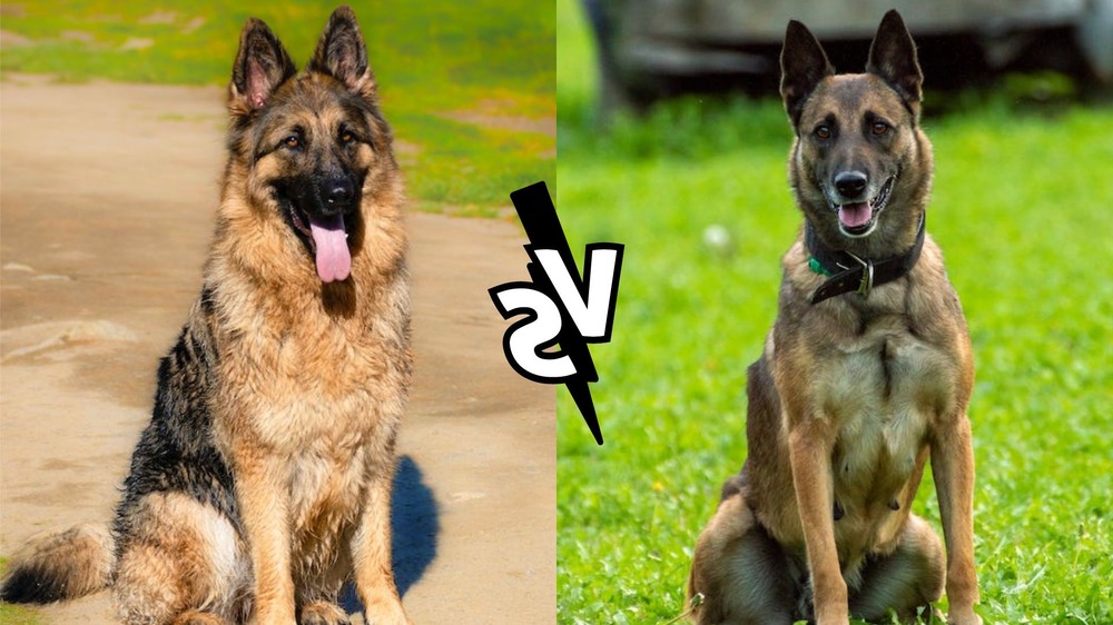 Belgian Shepherd being brushed outdoors