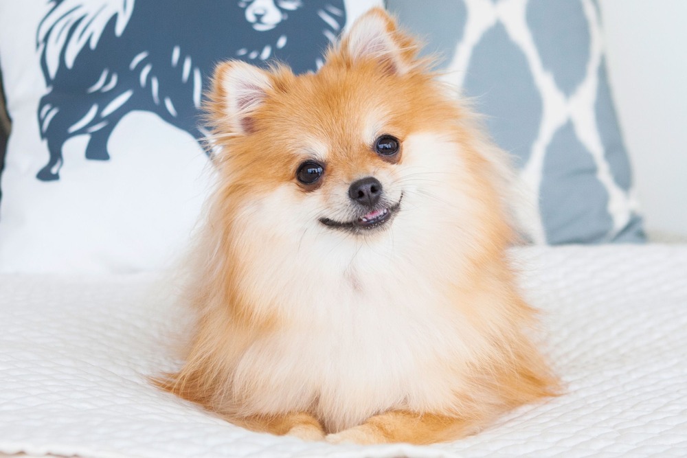 Toy dog walking on lead