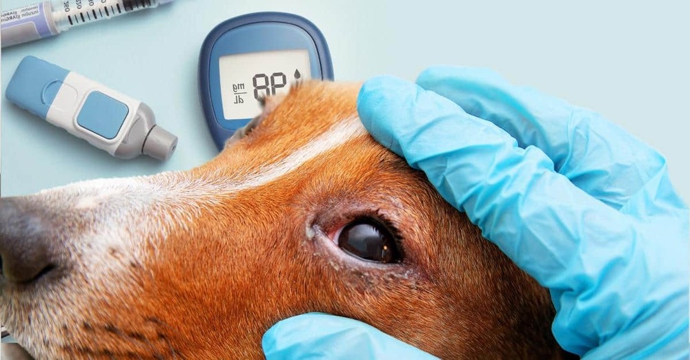 Dog resting comfortably at home