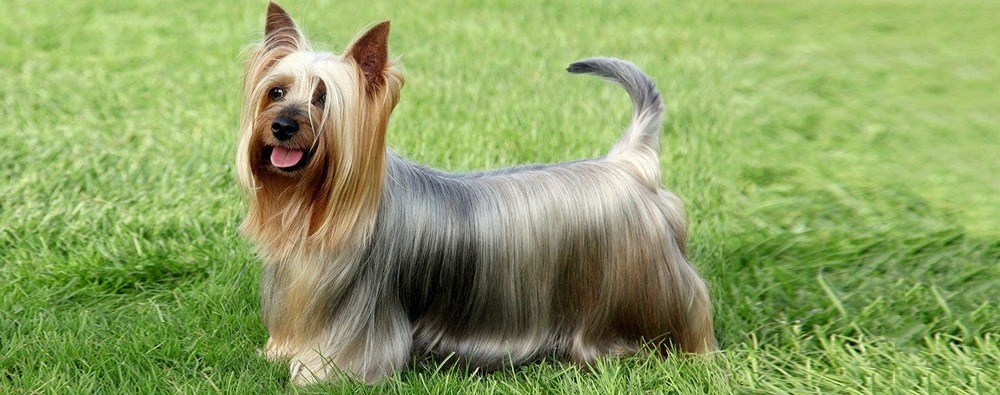 Australian Silky Terrier standing outdoors