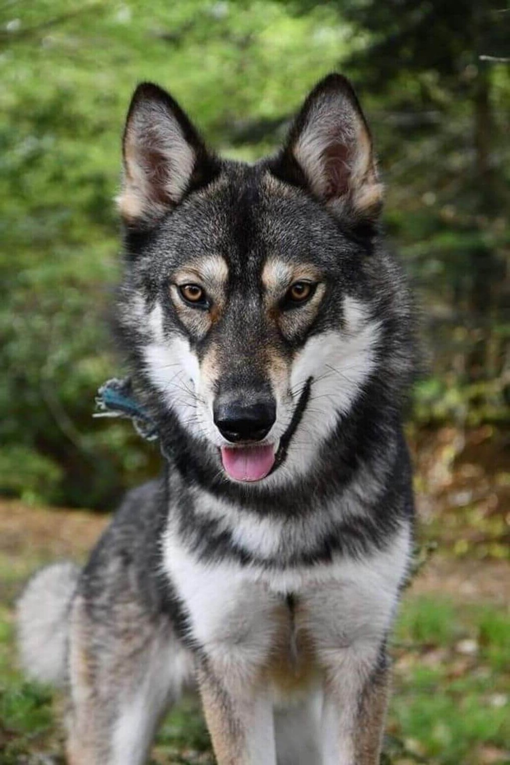 Tamaskan dog resting calmly