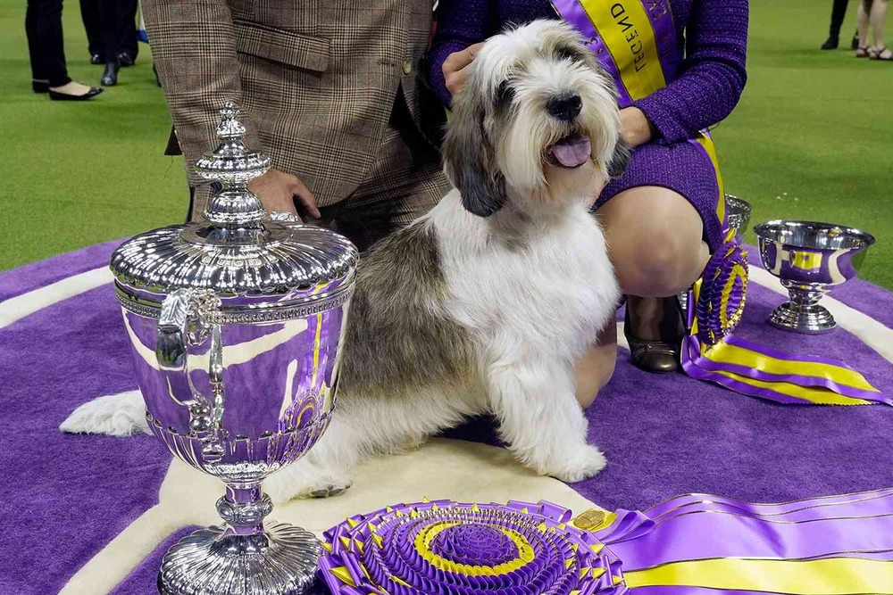 Dog show lineup in a ring