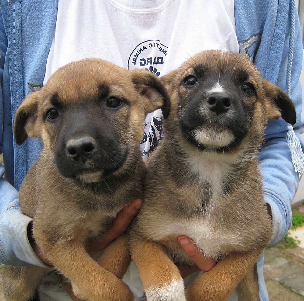 Africanis dog with short coat