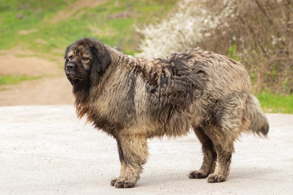 Caucasian Shepherd Dog with thick coat in a field