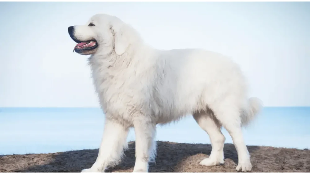 Polish Tatra Sheepdog sitting calmly and watching
