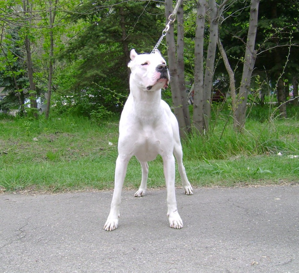 Dogo Guatemalteco sitting calmly