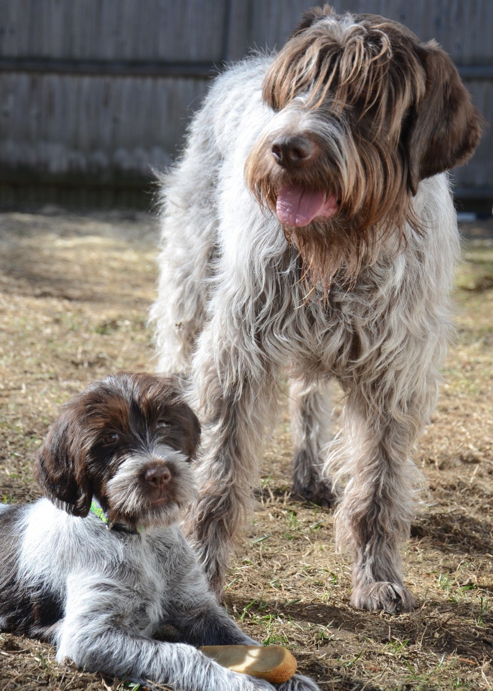 Wire-haired Pointing Griffon sitting alert on a path