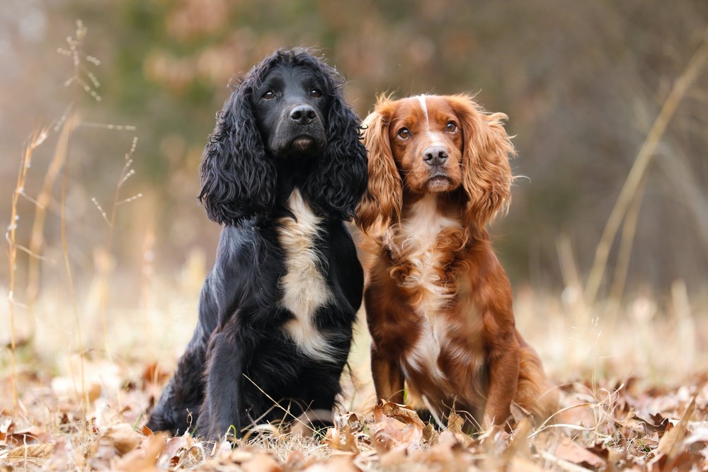 English Cocker Spaniel sitting beside a person