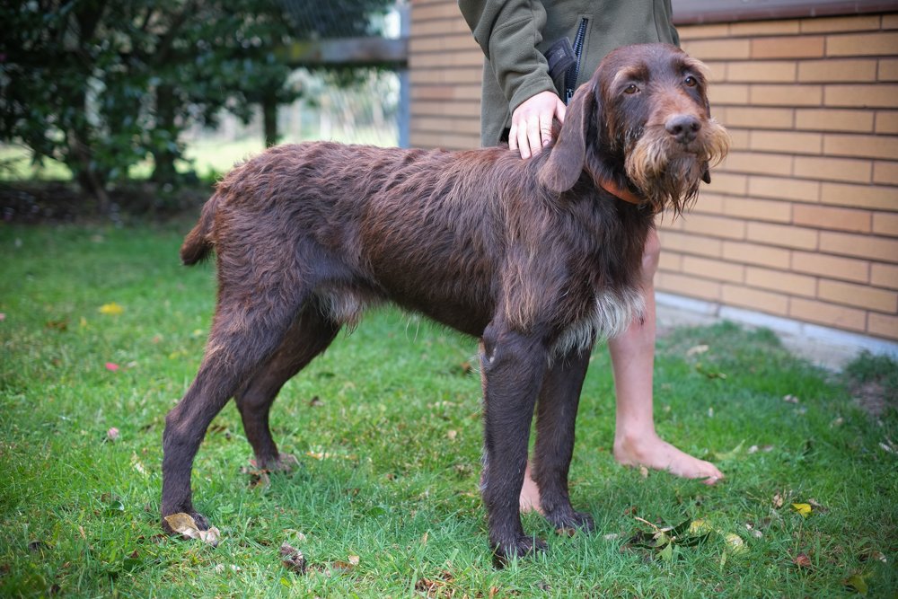 Cesky Fousek face with wiry coat and beard