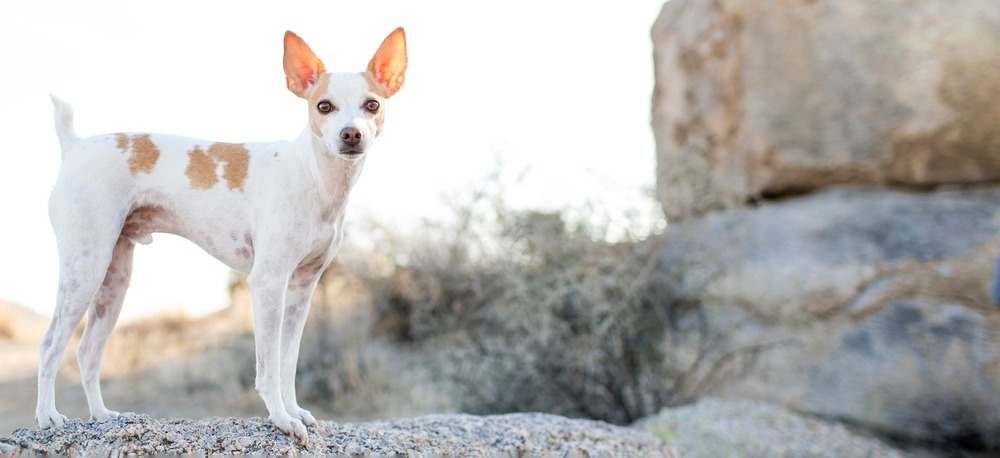 Dog watching handler attentively