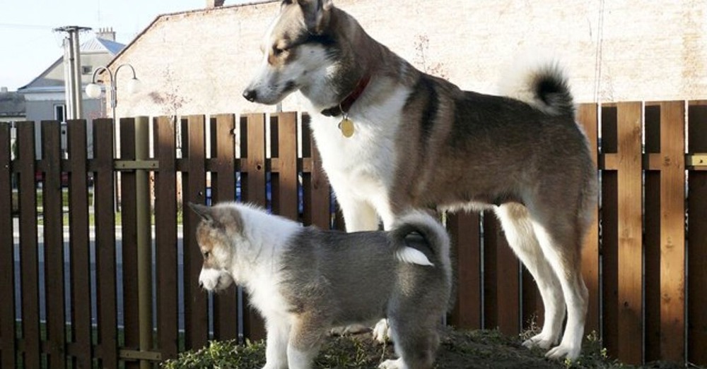 West Siberian Laika walking in natural terrain