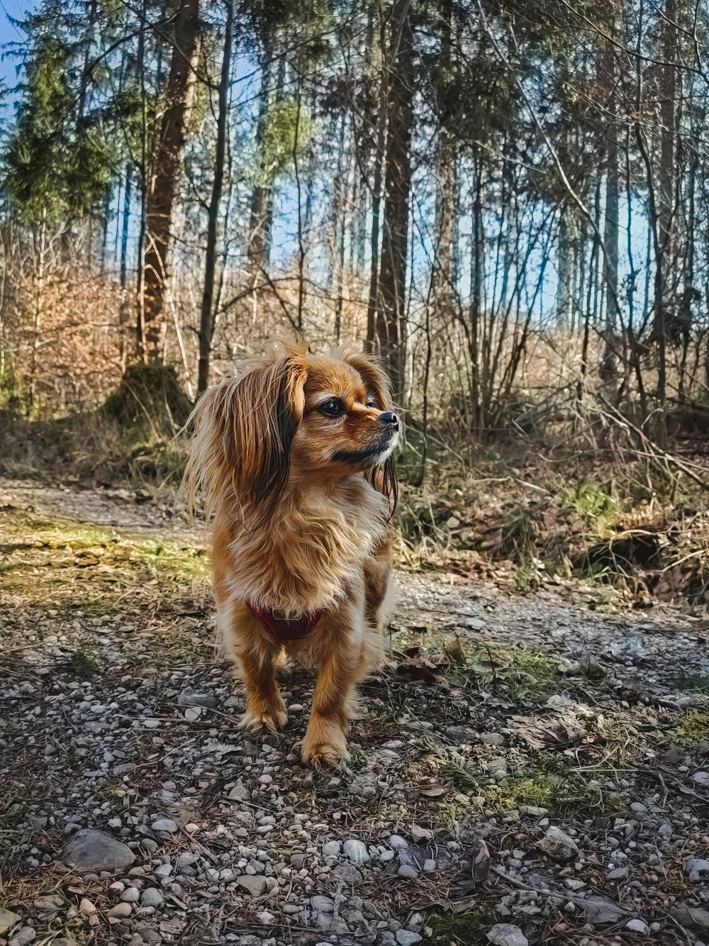 Tibetan Spaniel looking over a cushion