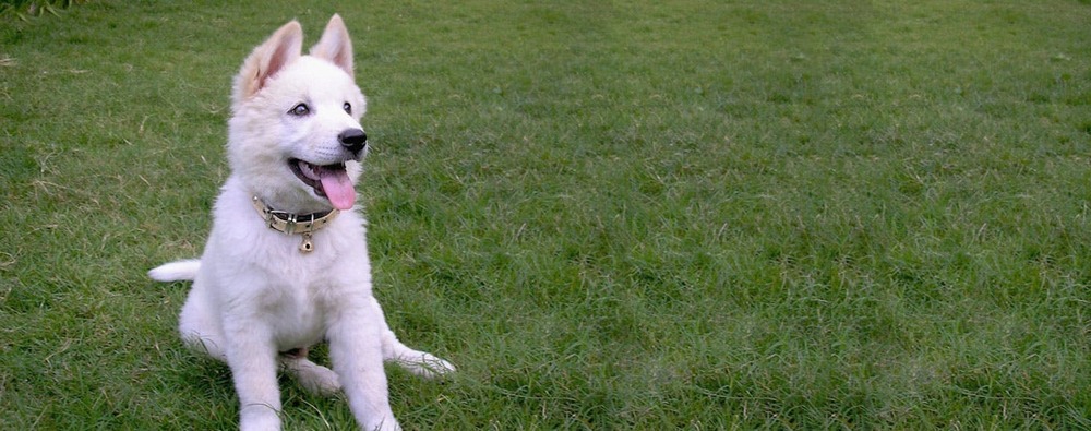 Kintamani dog head and shoulders