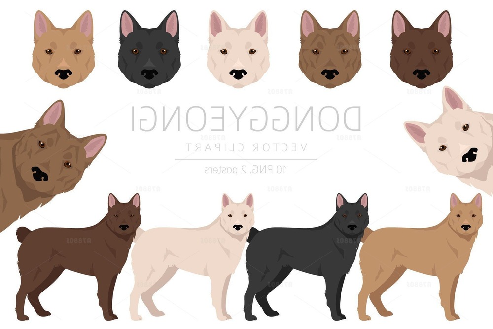 Donggyeongi dog walking on a lead