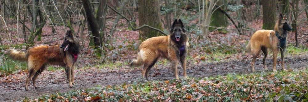 Belgian Shepherd Dog Tervueren in profile with long coat