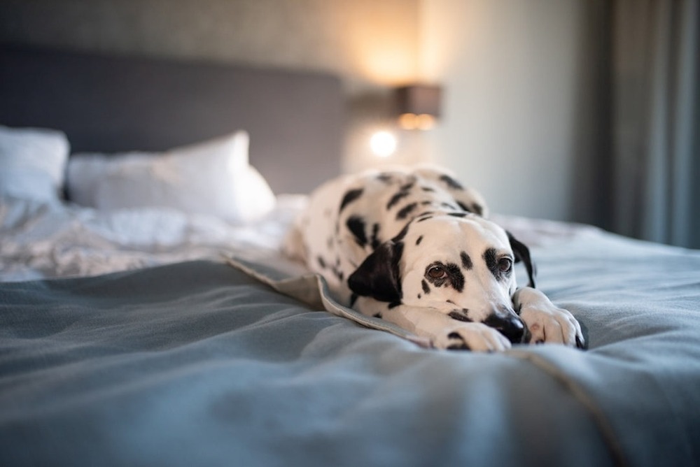 Veterinarian discussing neutering with a dog owner