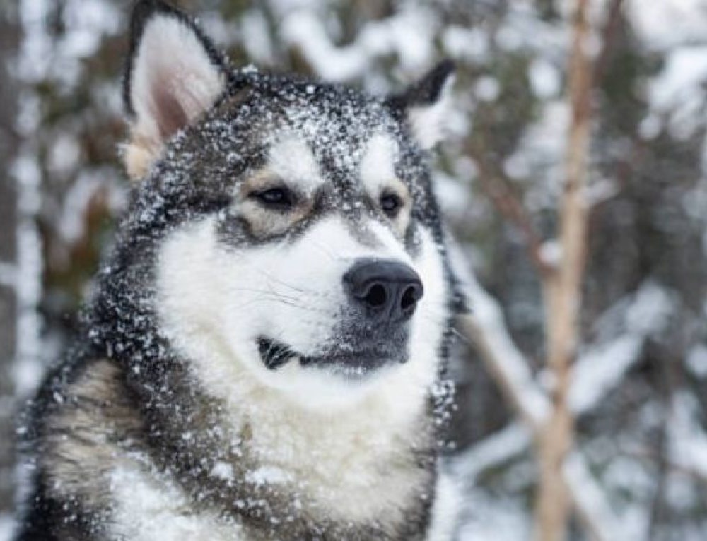 Aksaray Malaklisi standing near a fence line