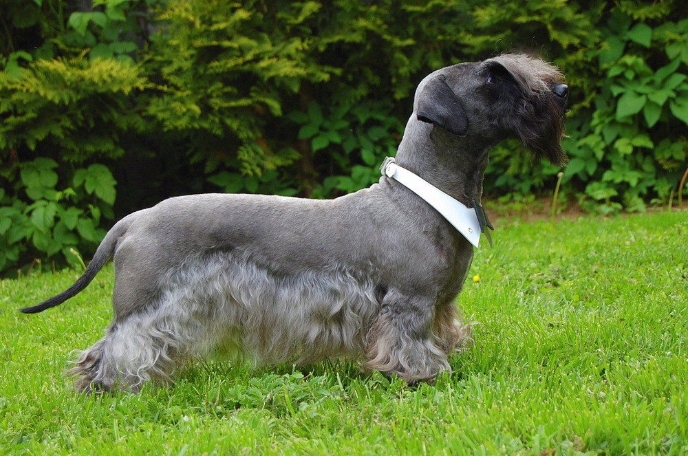 Cesky Terrier sitting and looking attentive