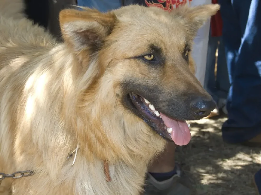 Garafian Shepherd Dog lying down outdoors
