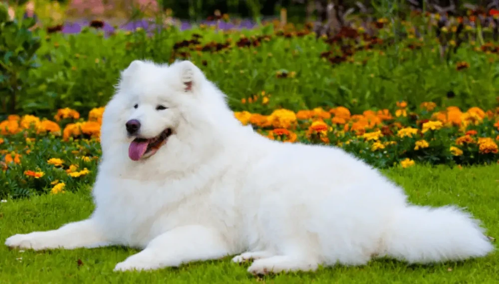 Samoyed relaxing outdoors in daylight