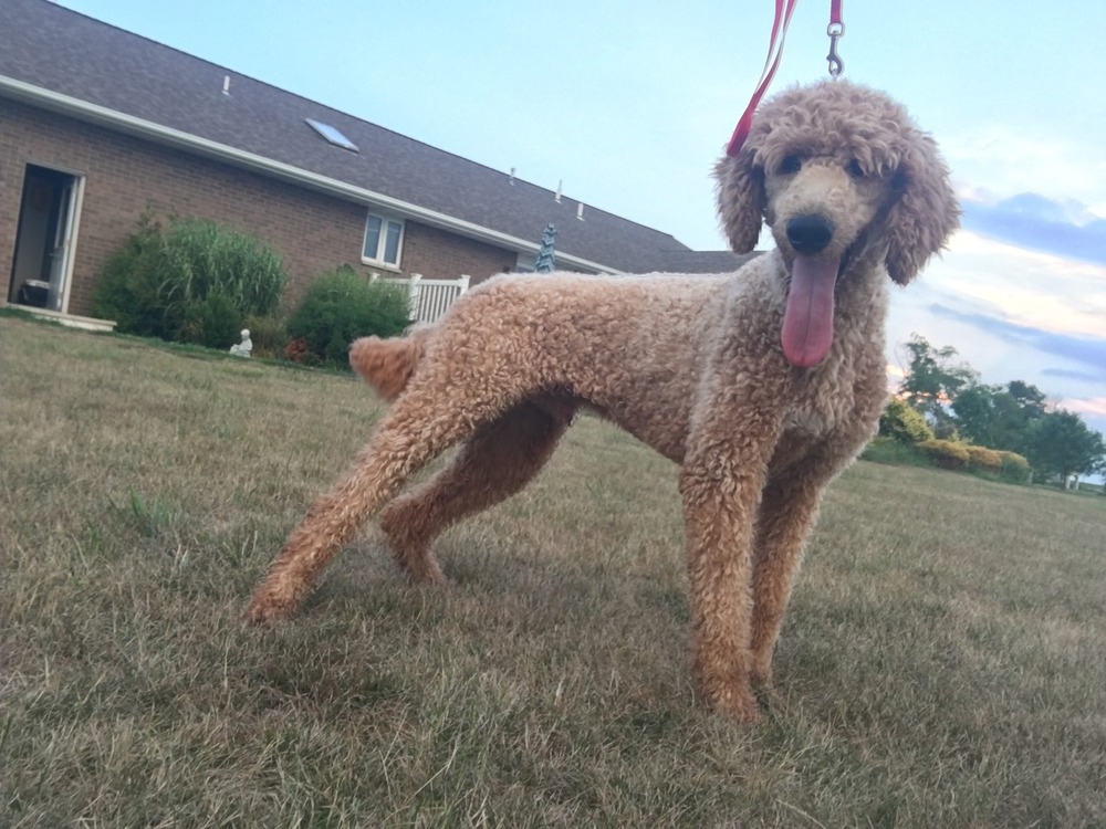 Close-up of Goldendoodle coat texture and face