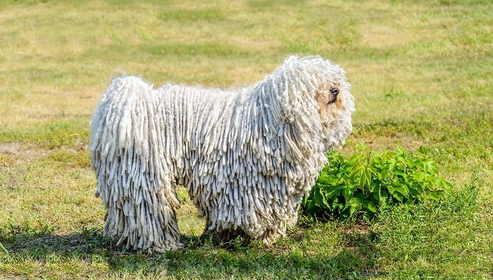 Close view of Puli cords