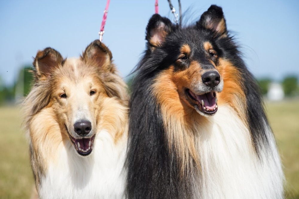 Dog at a conformation event