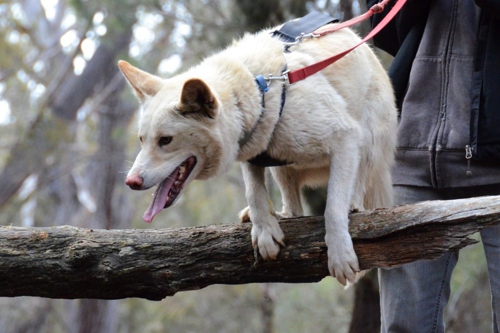 Dingo standing side on near scrub