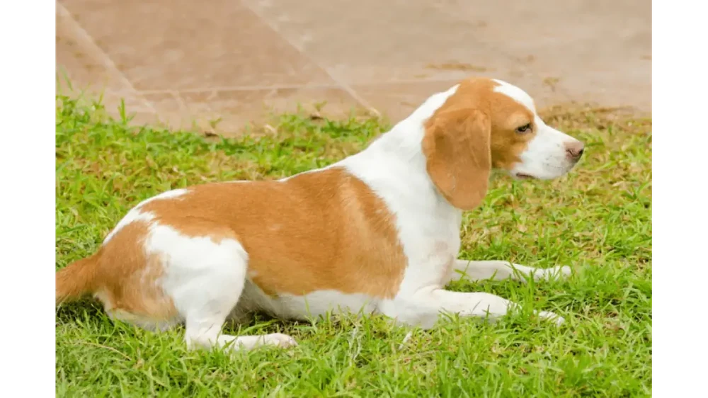Istrian Shorthaired Hound standing outdoors