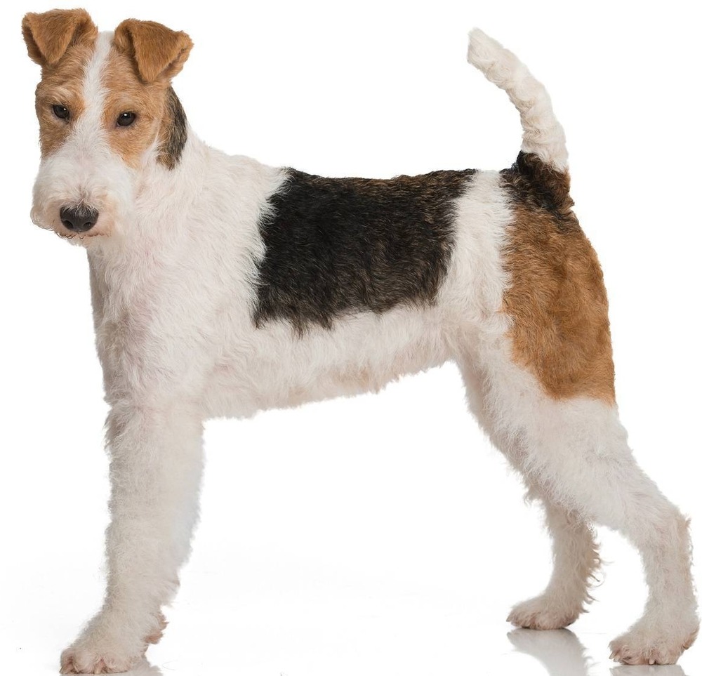 Wire Fox Terrier with wiry coat and folded ears