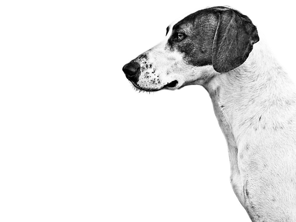 Istrian Shorthaired Hound walking in open space