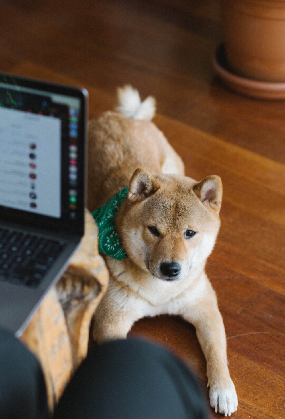 Dog on lead during a walk