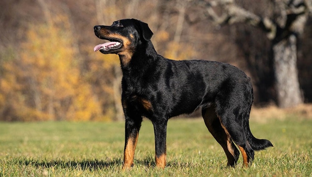 Beauceron resting on grass