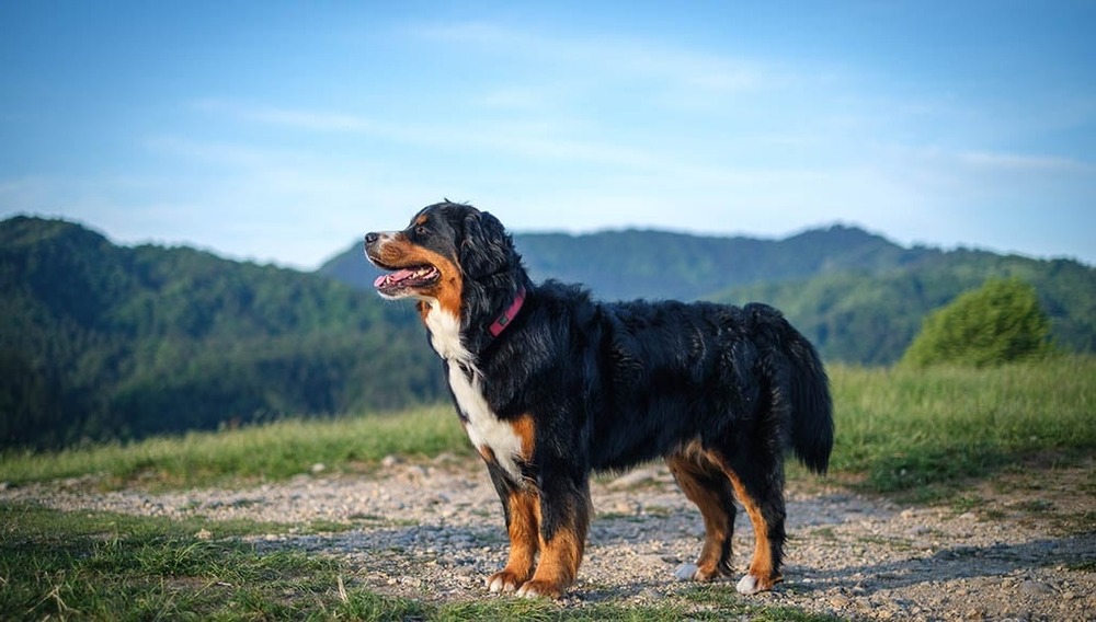 Appenzeller Sennenhund looking alert