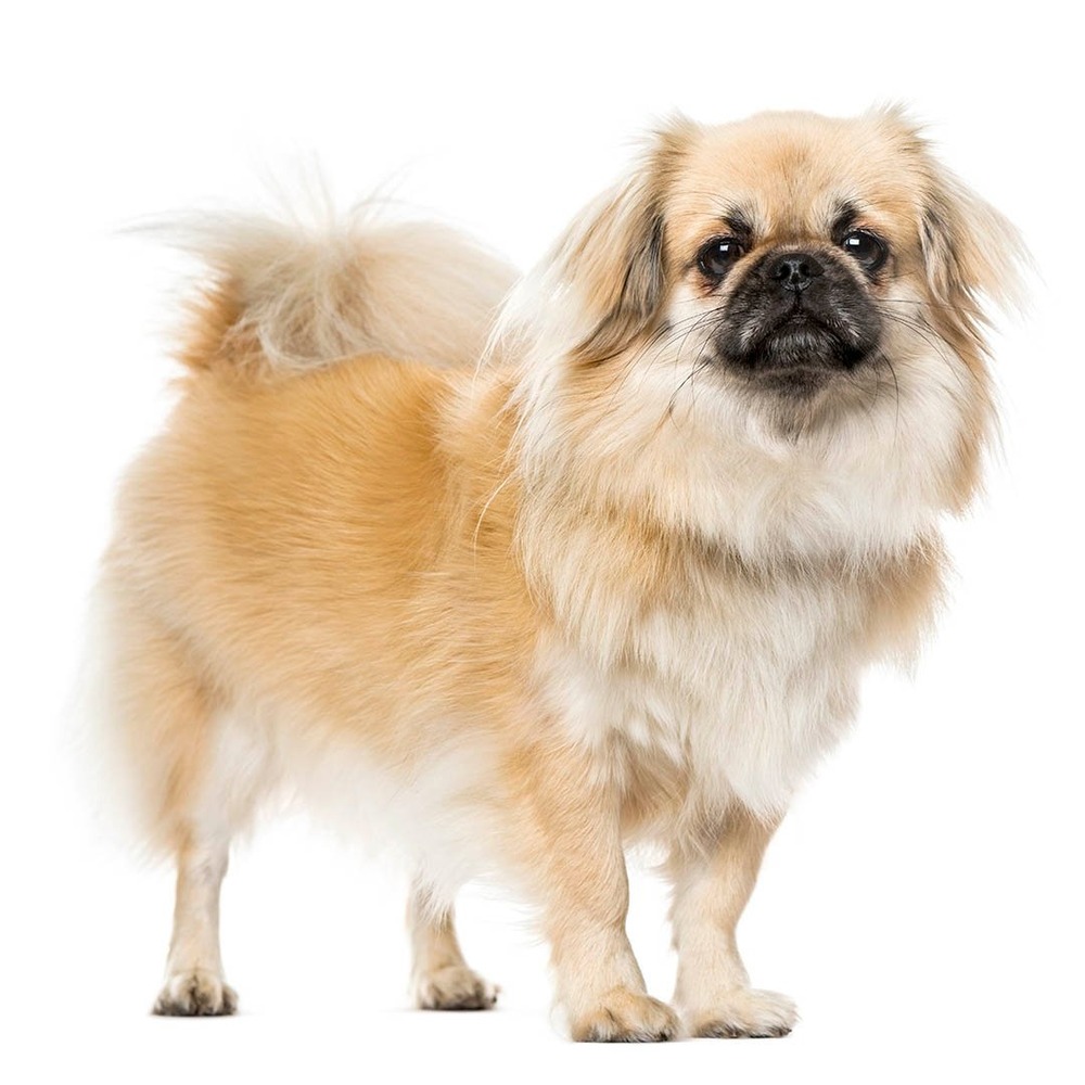 Tibetan Spaniel standing on grass