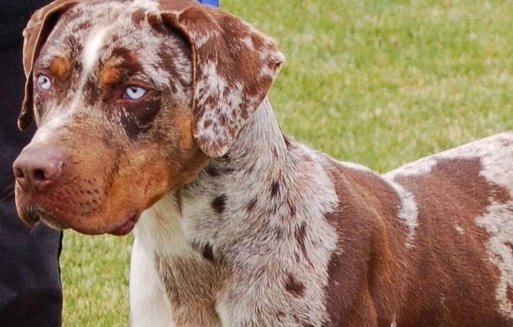 Catahoula Leopard Dog close-up of short coat texture