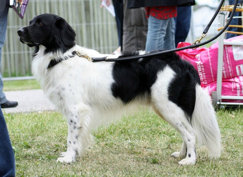 Stabyhoun attentive in a garden
