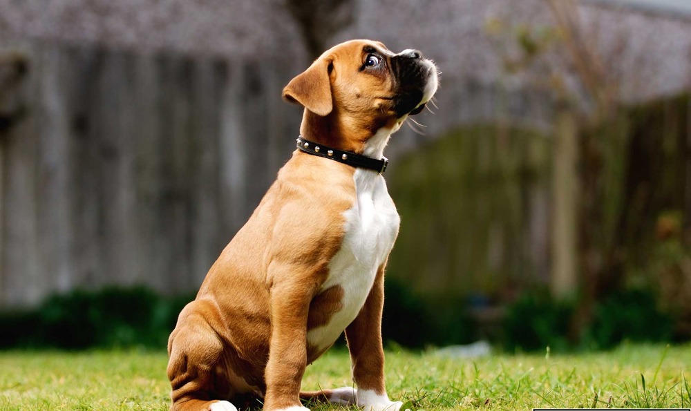 Boxer dog looking at the camera with an attentive expression