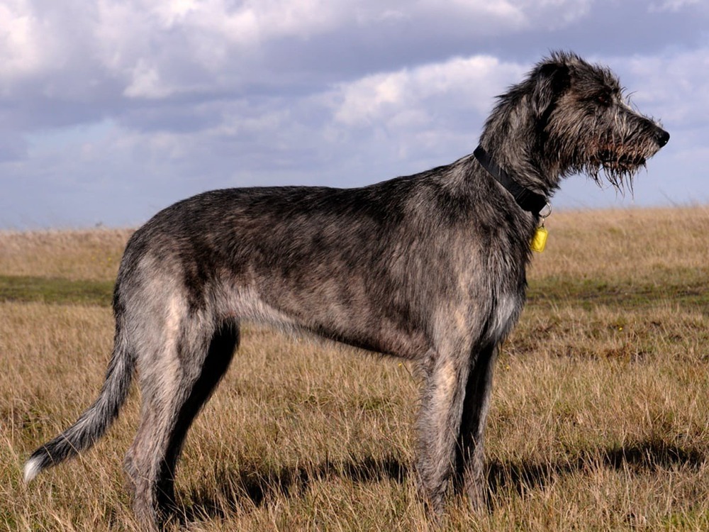 Irish Wolfhound resting on a rug indoors
