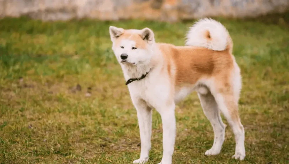 Akita sitting calmly in a yard