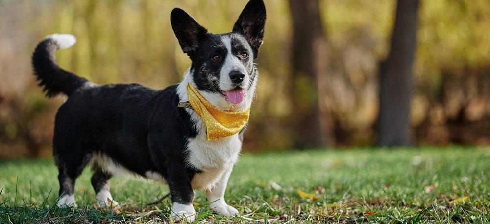 Cardigan Welsh Corgi looking alert