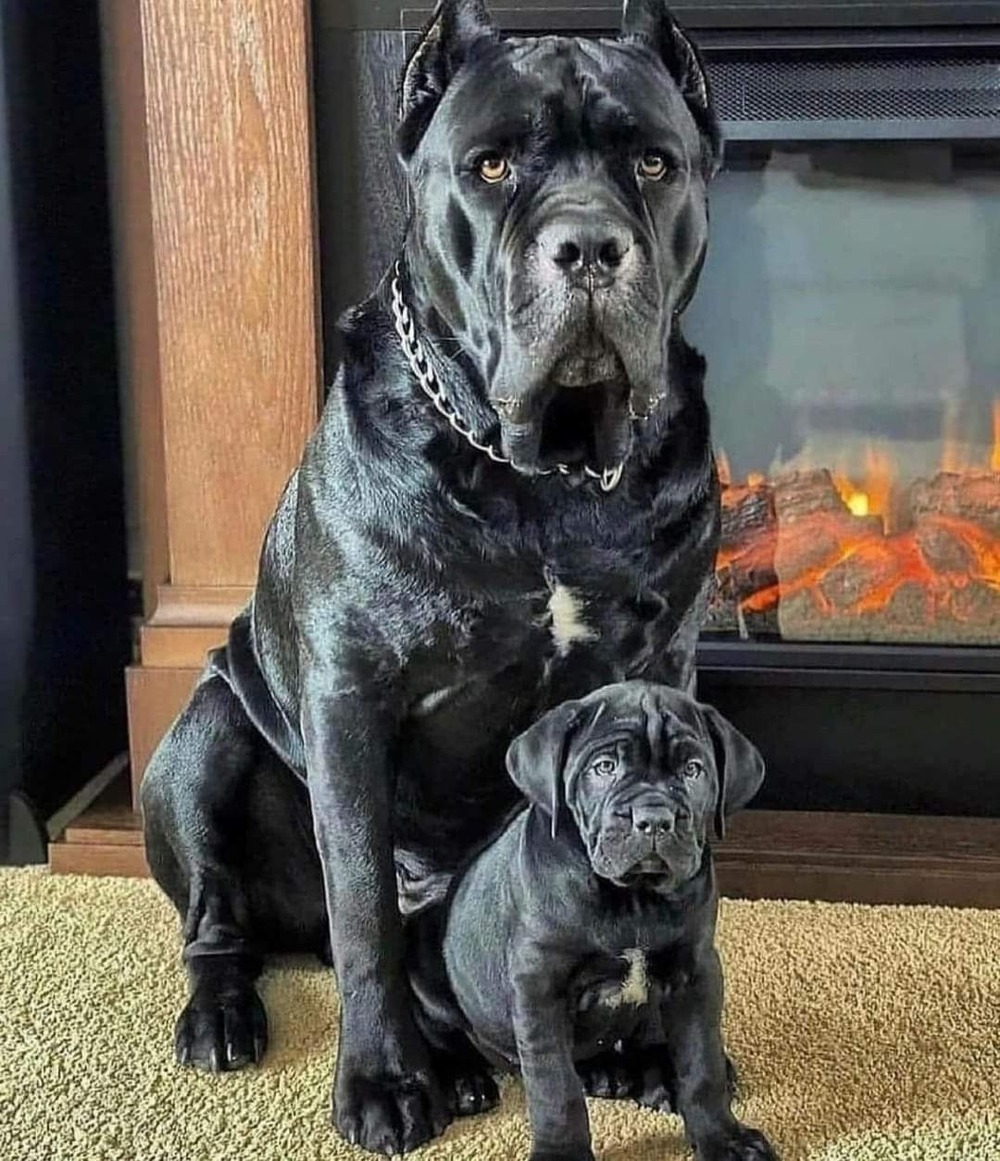 Cane Corso head and shoulders portrait