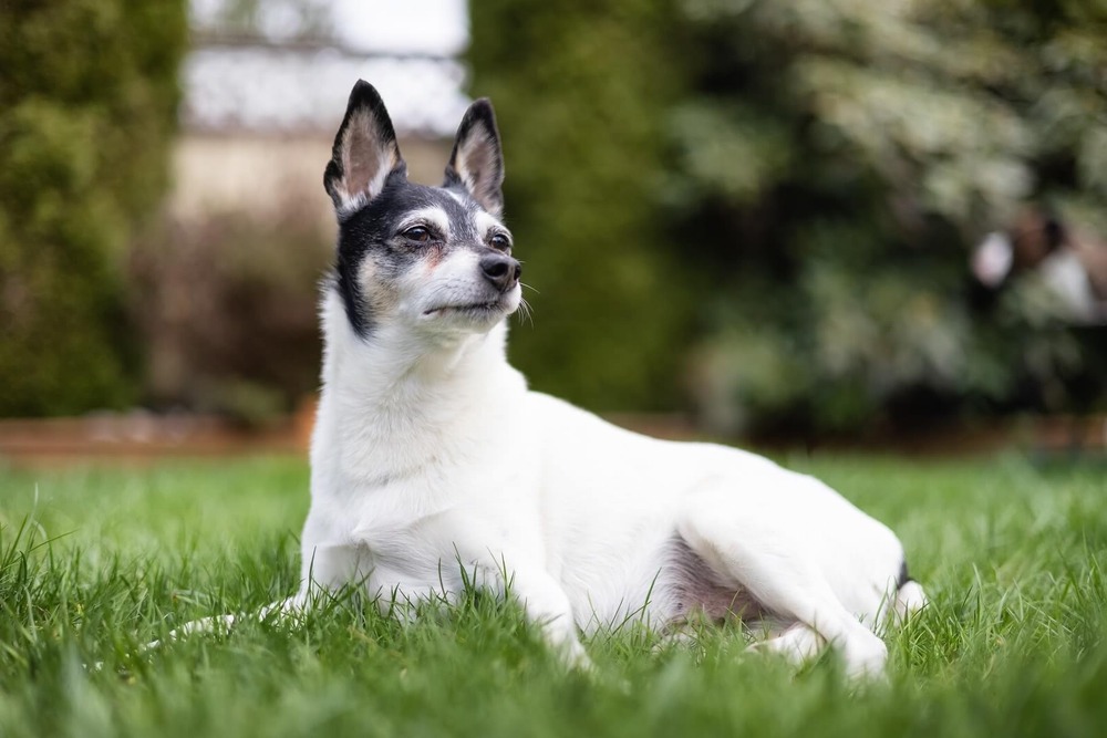 Fox terrier close-up showing wiry coat and folded ears