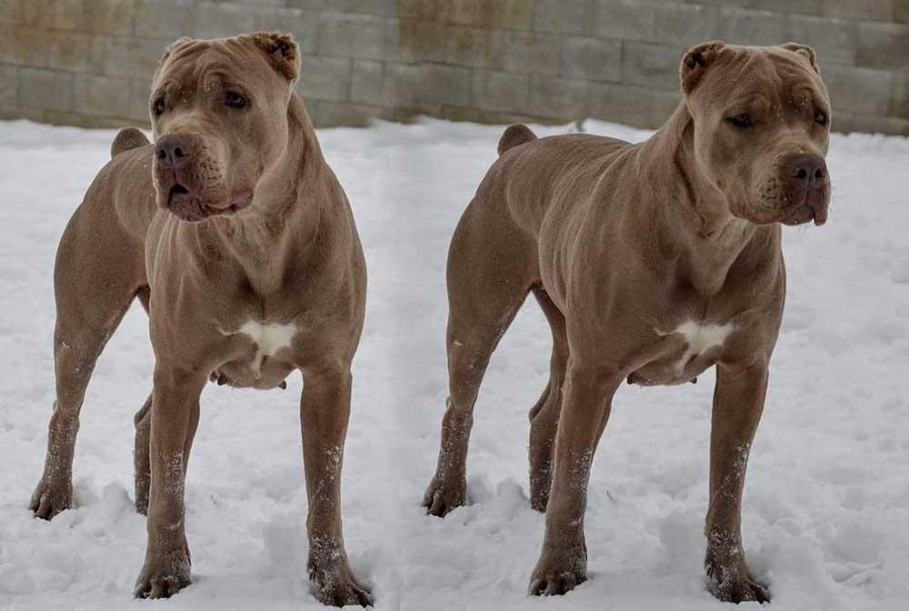 Large dog standing on grass with strong build